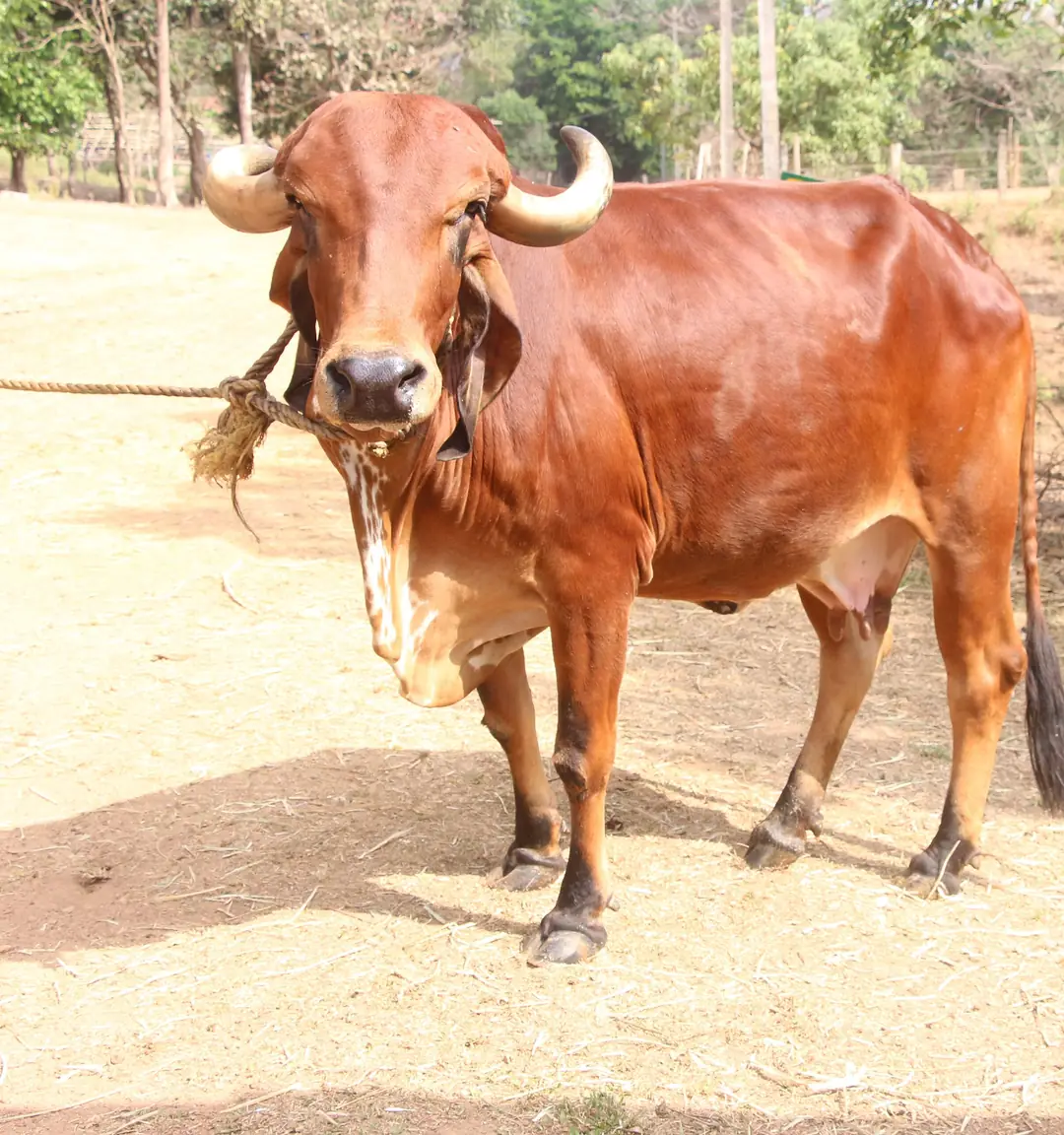 गिर नस्ल की भारतीय गाय